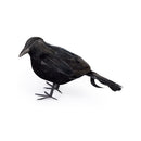 Small Black Crow 5Tall - 24 Pieces"