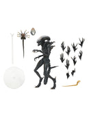 Alien Romulus Accessory Set